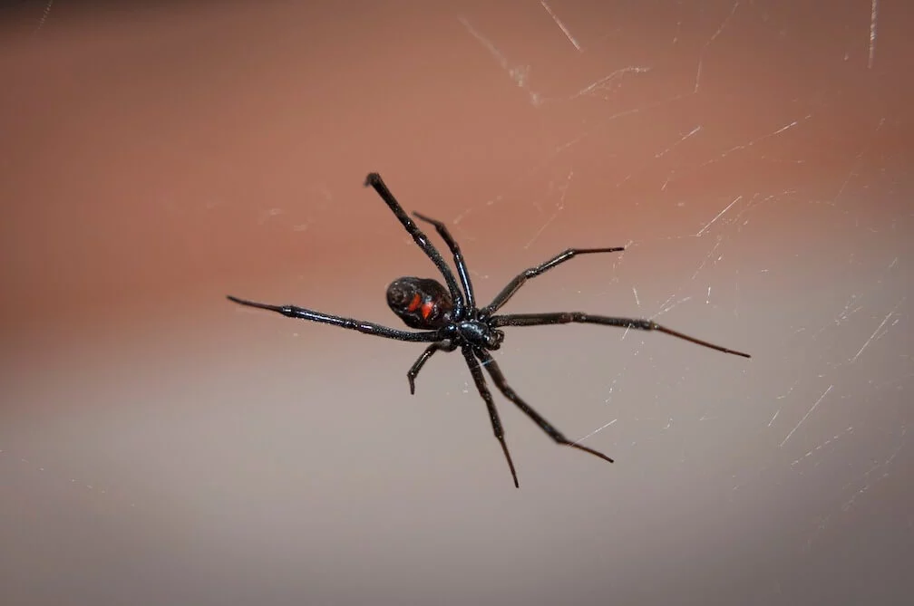 black house spider bite