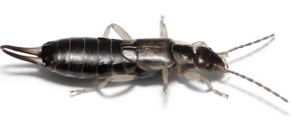 Facts About Earwigs