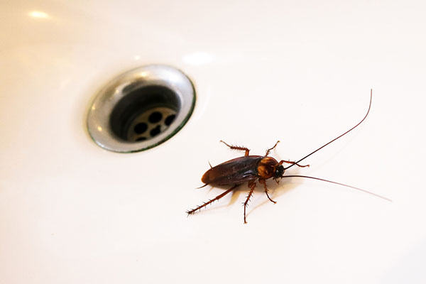 American Cockroach Crawling in Sink