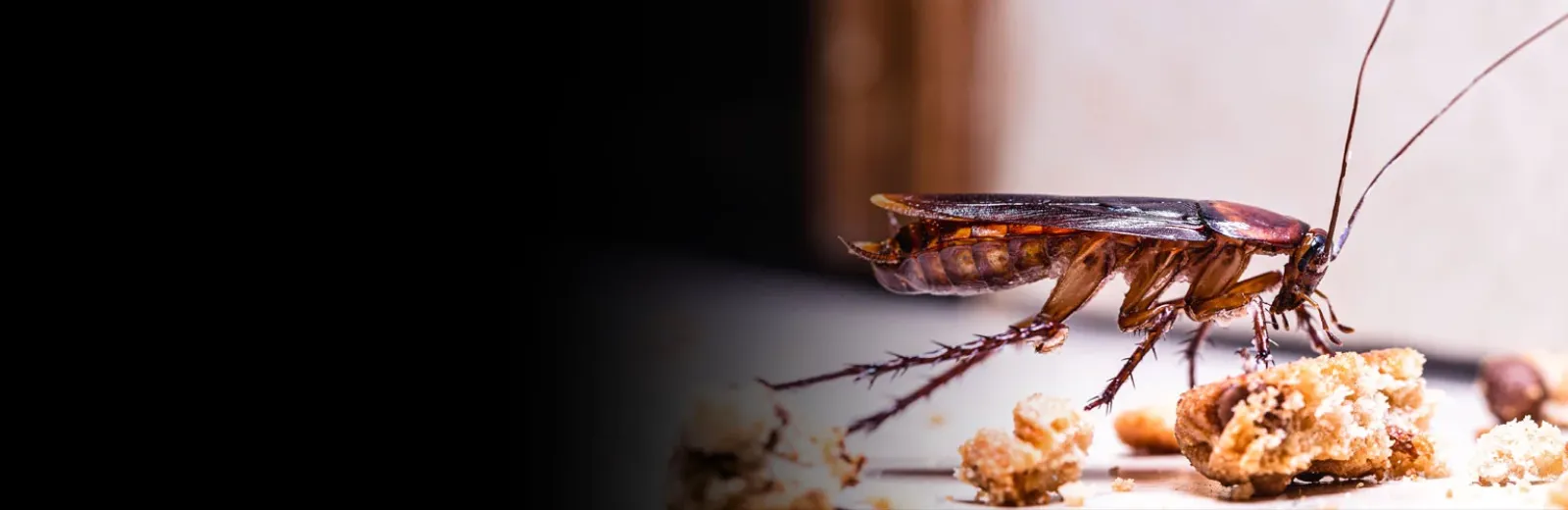 Cockroach in a home