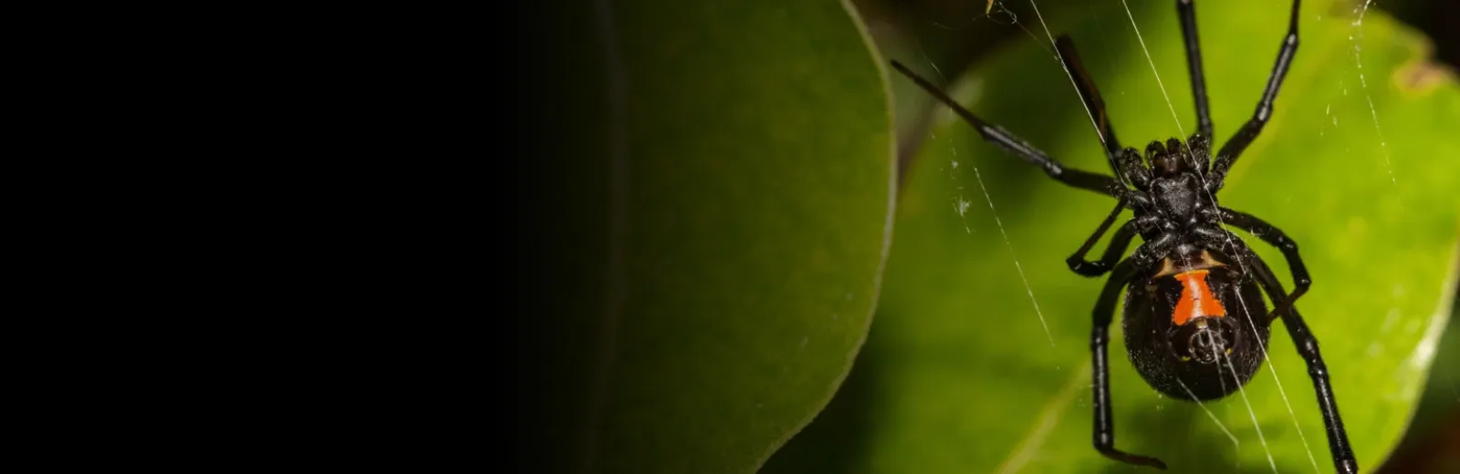 Black widow in grass