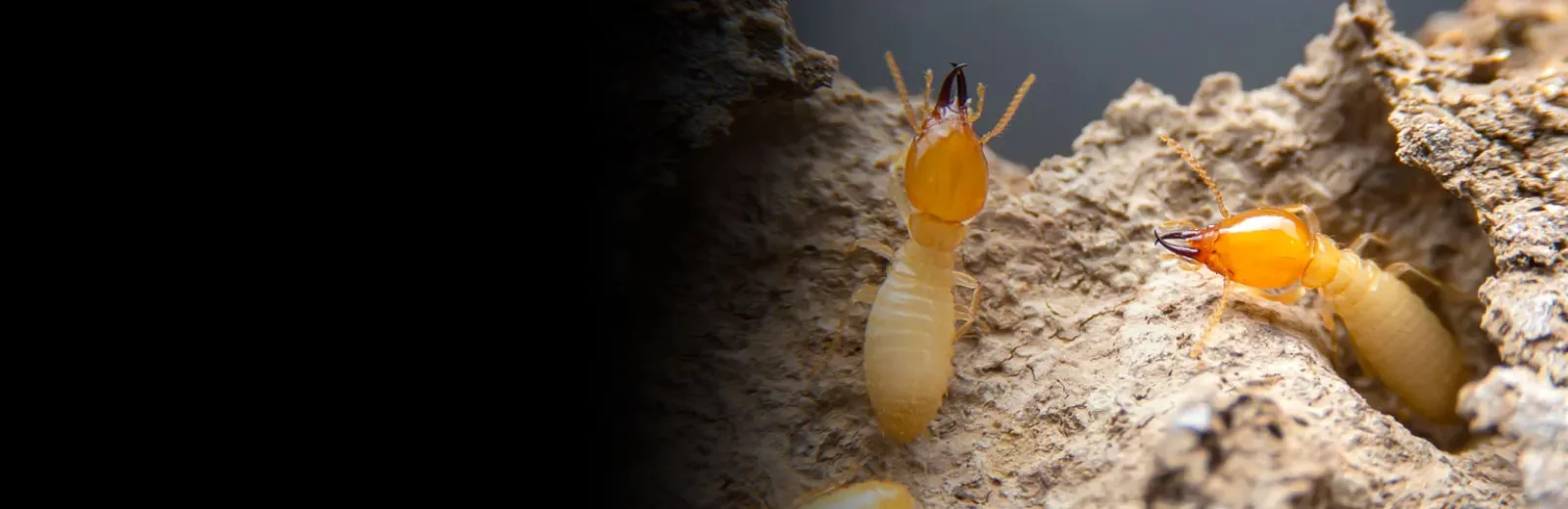 Termites on wood