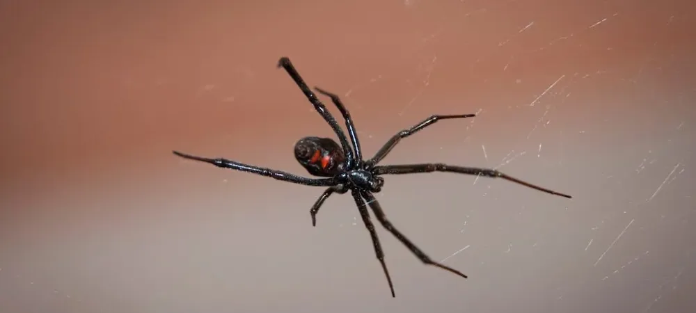 Which spider is more deadly, a black widow or a red back spider