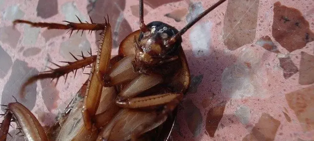 cockroach on floor in your home