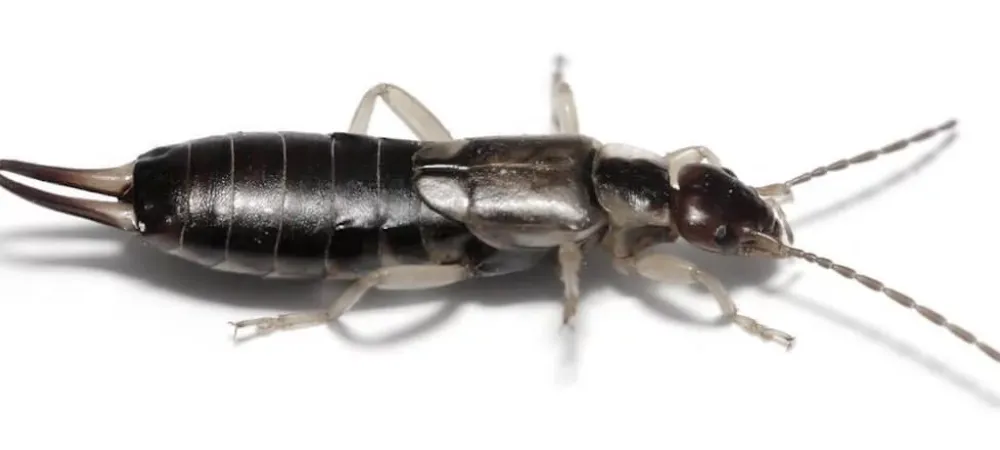 facts-about-earwigs