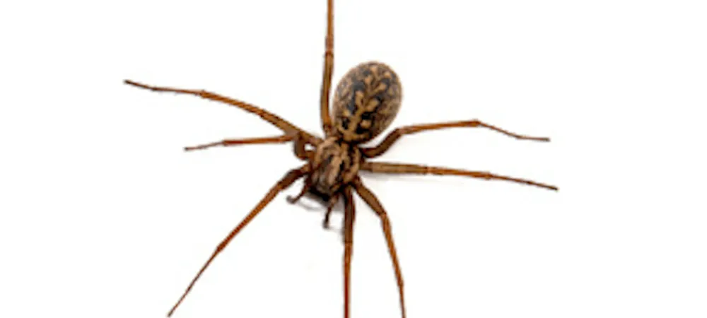 8 Hobo Spider Facts | What Do Hobo Spiders Eat?