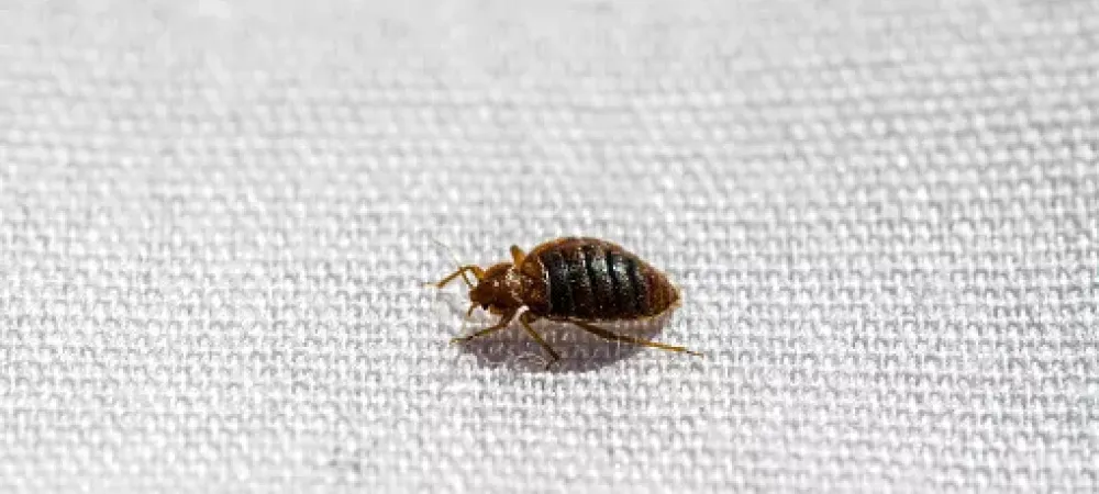 Where Do Bed Bugs Come From Everything You Need to Know Big Time Pest Control