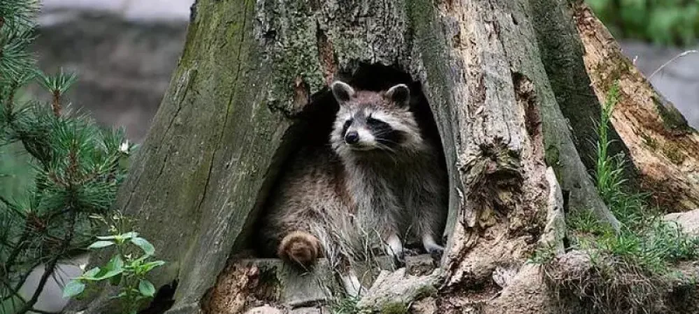 raccoon in a tree