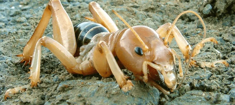 jerusalem_cricket_potato_bug