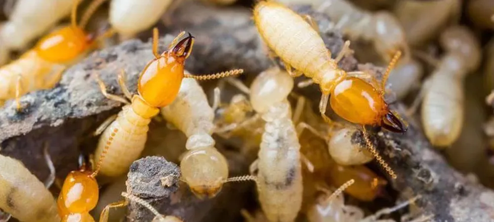 close up picture of a termite colony