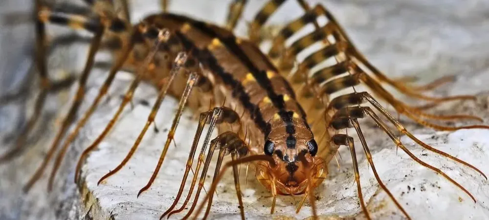 Signs Of A Centipede Infestation | House Centipedes